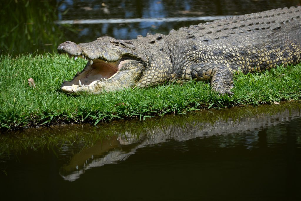 British backpackers have had a win after being underpaid by a Far North crocodile farm. British backpackers have had a win after being underpaid by a Far North crocodile farm.