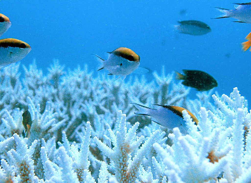 CHANGES: Coral bleaching caused by a rising sea temperature. CHANGES: Coral bleaching caused by a rising sea temperature.