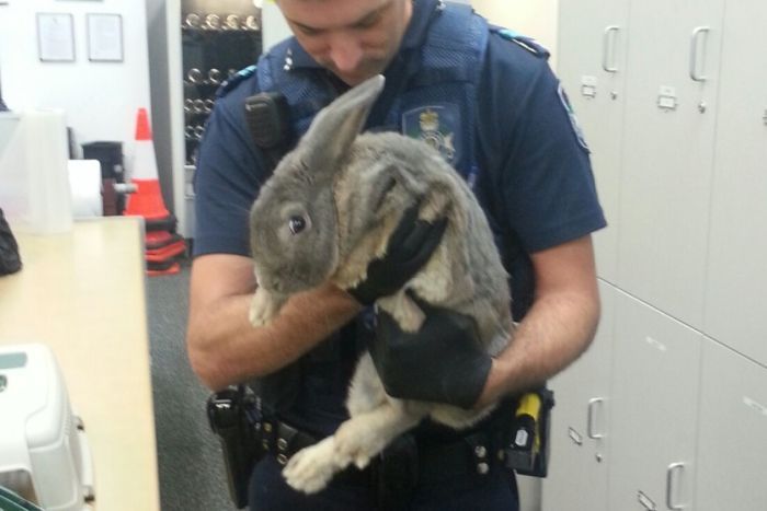 Police with the illegal 'guinea pig'. Photo: Queensland Police Service Police with the illegal 'guinea pig'. Photo: Queensland Police Service