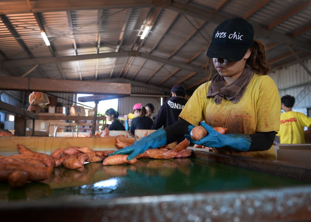 The backpacker tax could affect regions which are reliant on a seasonal workforce. The backpacker tax could affect regions which are reliant on a seasonal workforce.