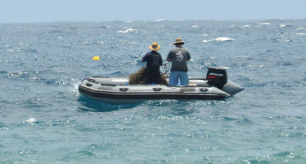 Shark net contractors check nets. Shark net contractors check nets.