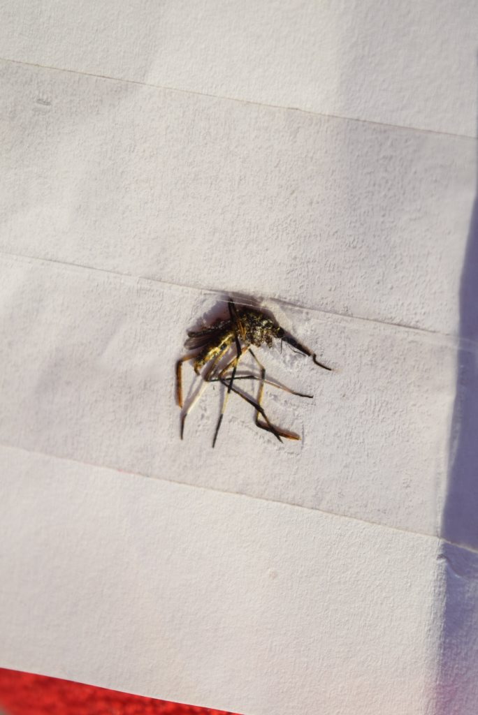 GOOD GUY: Naomi Ellis found this large, noisy mosquito in her home at Moore Park Beach. GOOD GUY: Naomi Ellis found this large, noisy mosquito in her home at Moore Park Beach.