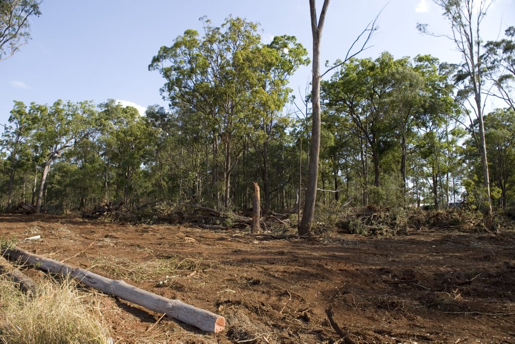 Land cleared for production. Land cleared for production.