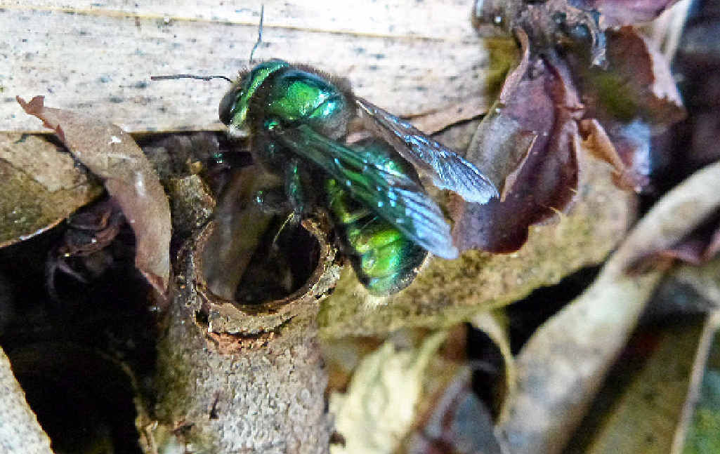 WHAT’S THE BUZZ? Gympie gardeners are asked to help native bees prepare for winter by building them a simple shelter in the backyard. WHAT’S THE BUZZ? Gympie gardeners are asked to help native bees prepare for winter by building them a simple shelter in the backyard.