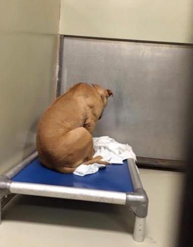 March the depressed dog stares at the wall. Photo: Facebook March the depressed dog stares at the wall. Photo: Facebook