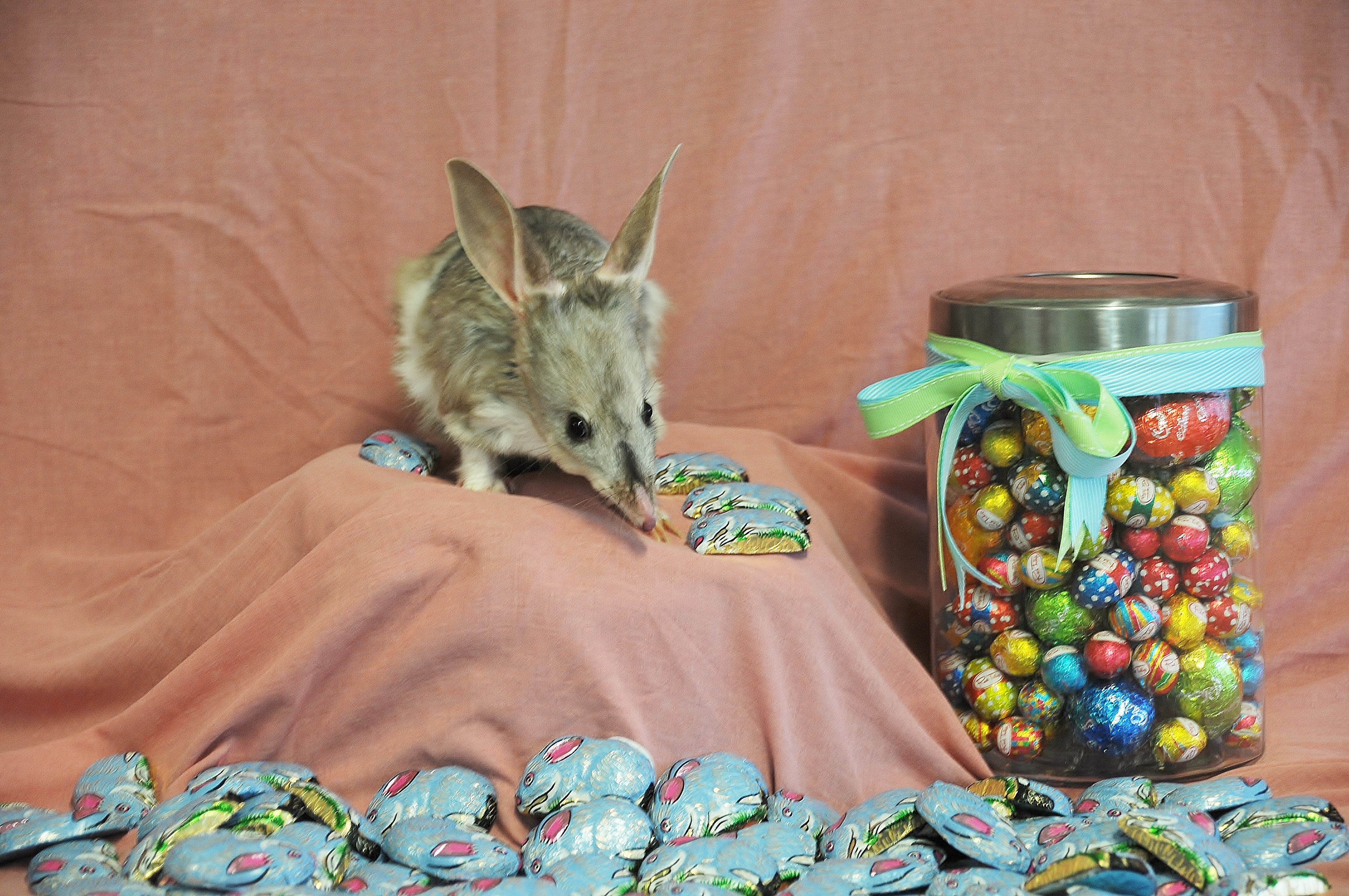 Truly Aussie Easter fun at Dreamworld these holidays