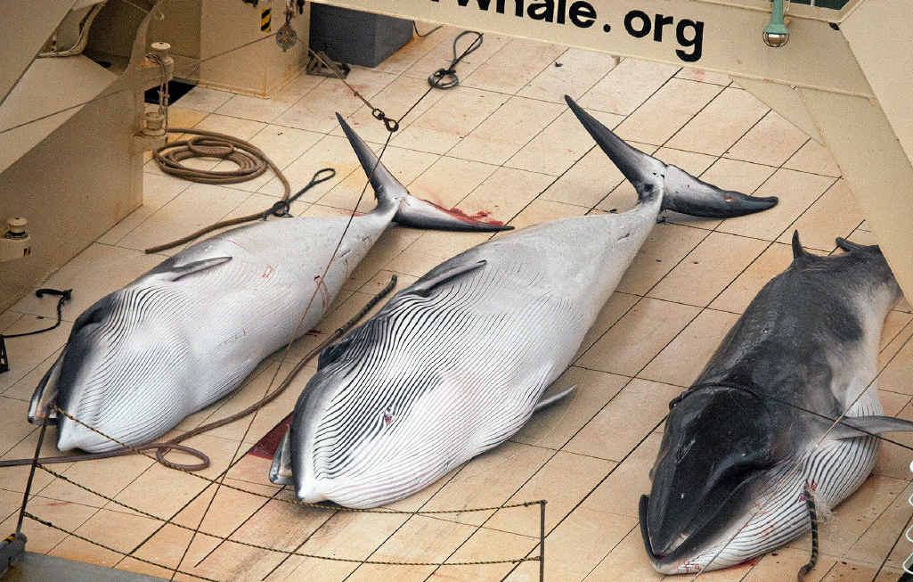 SLAUGHTER: Japanese continues to insist its whaling program is for scientific purposes. SLAUGHTER: Japanese continues to insist its whaling program is for scientific purposes.