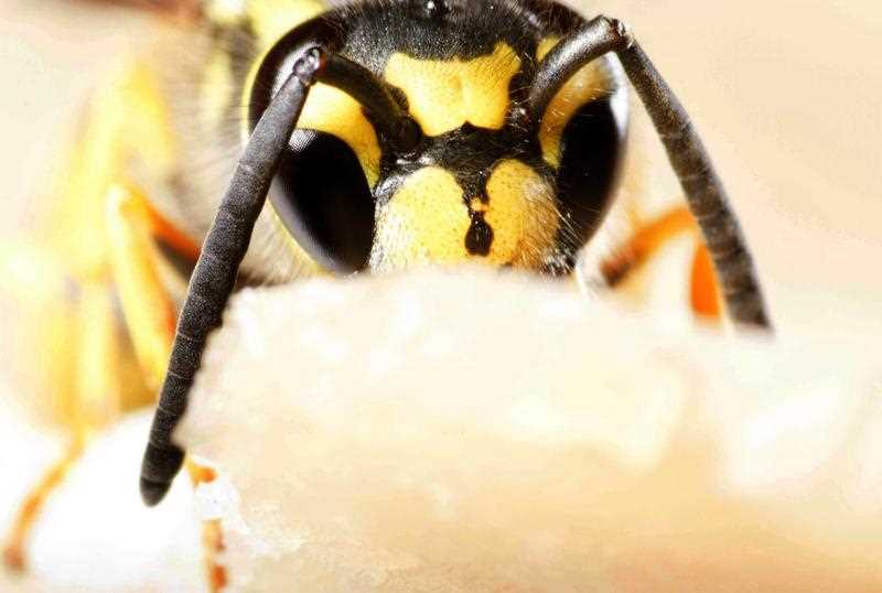 A german wasp of the kind found in the nest A german wasp of the kind found in the nest