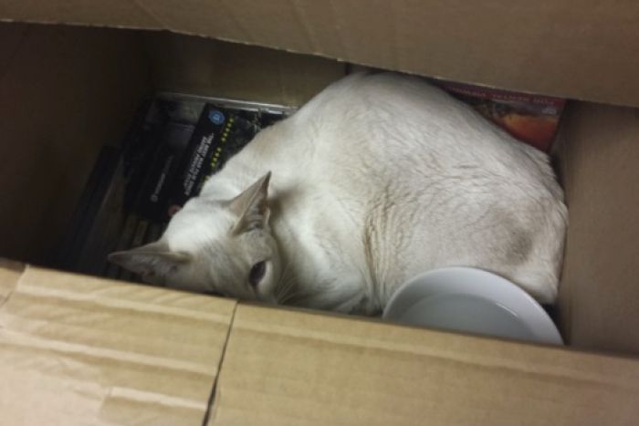 Cupcake was accidentally sealed in a box and posted by her owners. Cupcake was accidentally sealed in a box and posted by her owners.