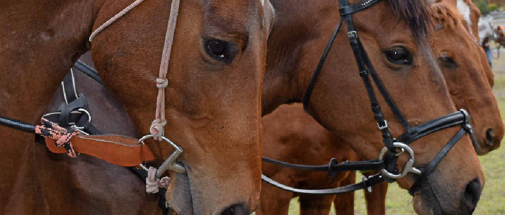 HENDRA: A Queensland vet has been convicted of failing to meet safety standards while attending a horse that was not vaccinated against hendra. HENDRA: A Queensland vet has been convicted of failing to meet safety standards while attending a horse that was not vaccinated against hendra.