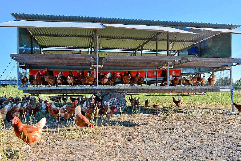 LIVING FREE: Rob Waterson’s bond brown hens rule the roost at Silver Dale egg farm and (top) free-range eggs have been stacked for local and state-wide use and (above) special open-air trailers that stay open 24/7 so the chooks can roam freely. LIVING FREE: Rob Waterson’s bond brown hens rule the roost at Silver Dale egg farm and (top) free-range eggs have been stacked for local and state-wide use and (above) special open-air trailers that stay open 24/7 so the chooks can roam freely.
