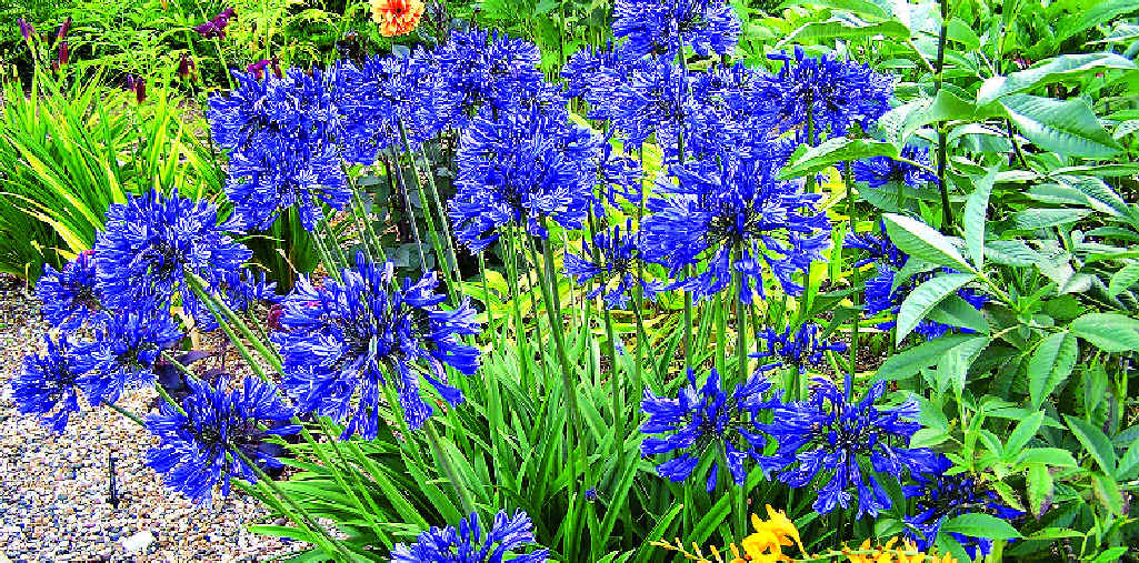 Once you have a relatively established section of strappy or clumping plants it can be used to produce more plants, at no cost, for other areas. Once you have a relatively established section of strappy or clumping plants it can be used to produce more plants, at no cost, for other areas.