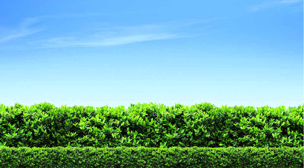 Many find hedging provides a pleasant natural fencing for properties. Many find hedging provides a pleasant natural fencing for properties.