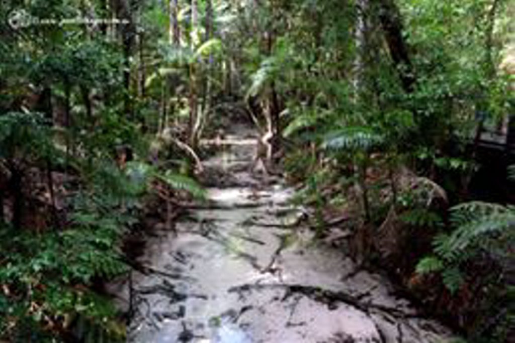 Wanggoolba Creek, Central Station Fraser Island. Wanggoolba Creek, Central Station Fraser Island.