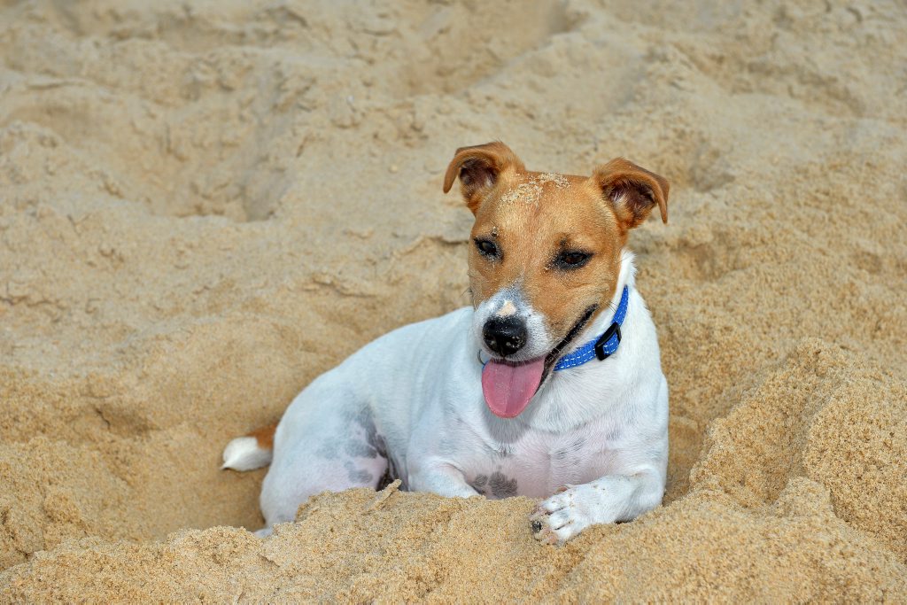Image for sale: Blue the dog, jack russell cross.