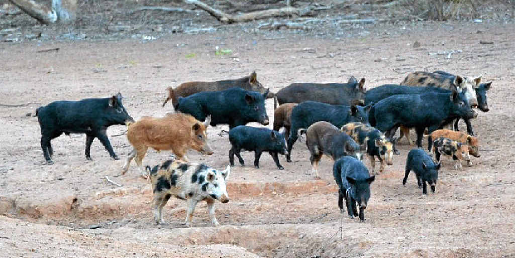 IN SIGHTS: Feral pigs will be targeted in the council’s 1080 baiting program this year. IN SIGHTS: Feral pigs will be targeted in the council’s 1080 baiting program this year.