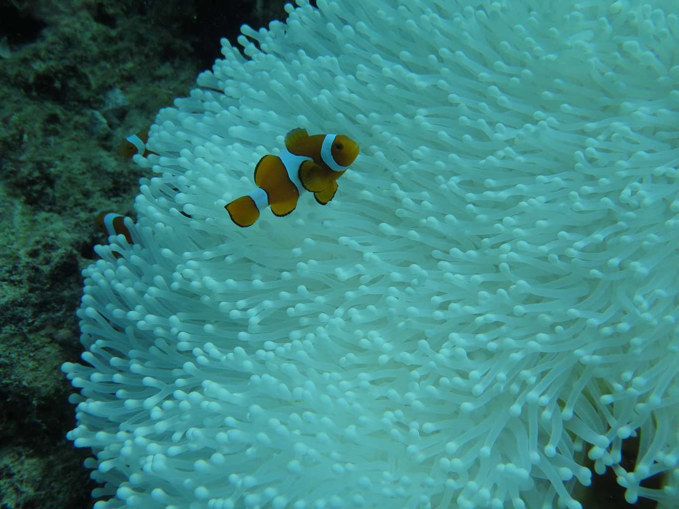 Bleaching is worst in the Great Barrier Reef’s remote north. Morgan Pratchett/ARC Centre of Excellence for Coral Reef Studies, Bleaching is worst in the Great Barrier Reef’s remote north. Morgan Pratchett/ARC Centre of Excellence for Coral Reef Studies,