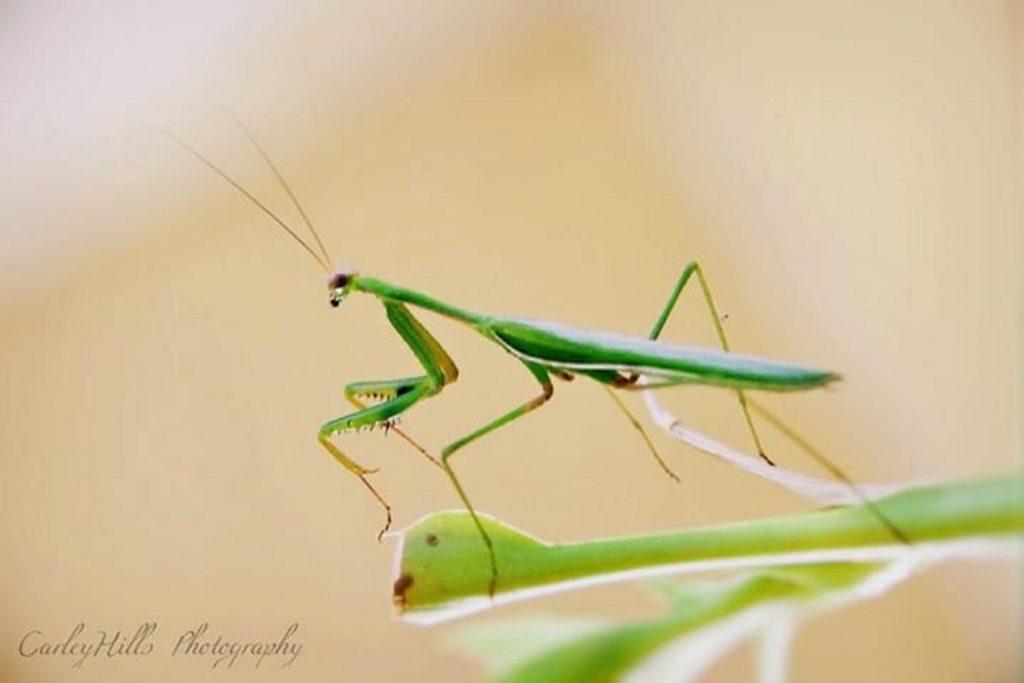 Carley Hill's photo.