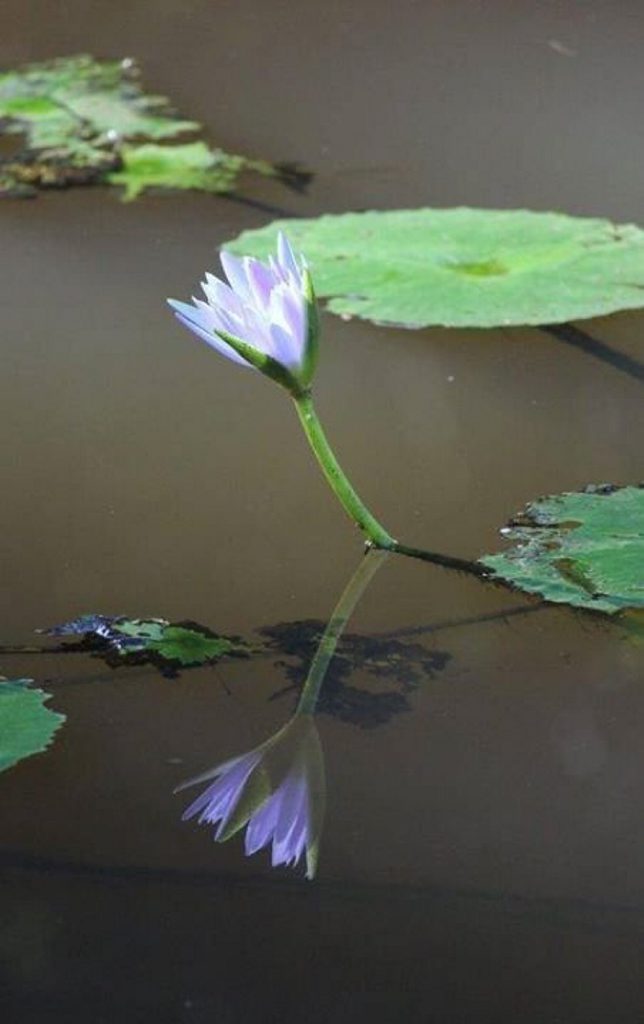 BEAUTIFUL: Jennifer Aboody-McNeill took this photo of 