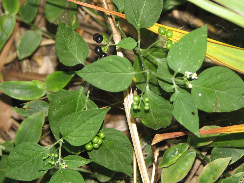 Glossy nightshade. Glossy nightshade.