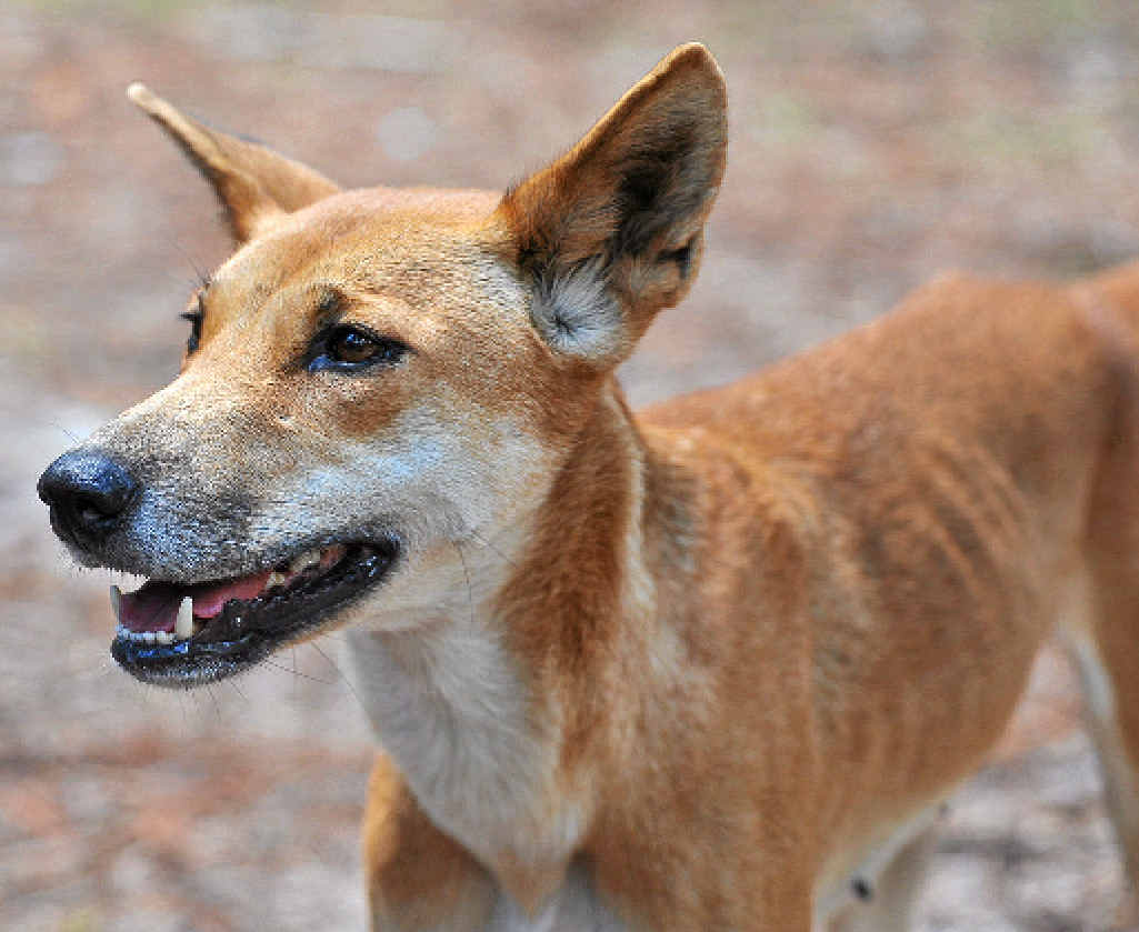 The outrage should be directed at visitors, but at the litany of unprovoked attacks on tourists by marauding dingoes, one reader says. The outrage should be directed at visitors, but at the litany of unprovoked attacks on tourists by marauding dingoes, one reader says.