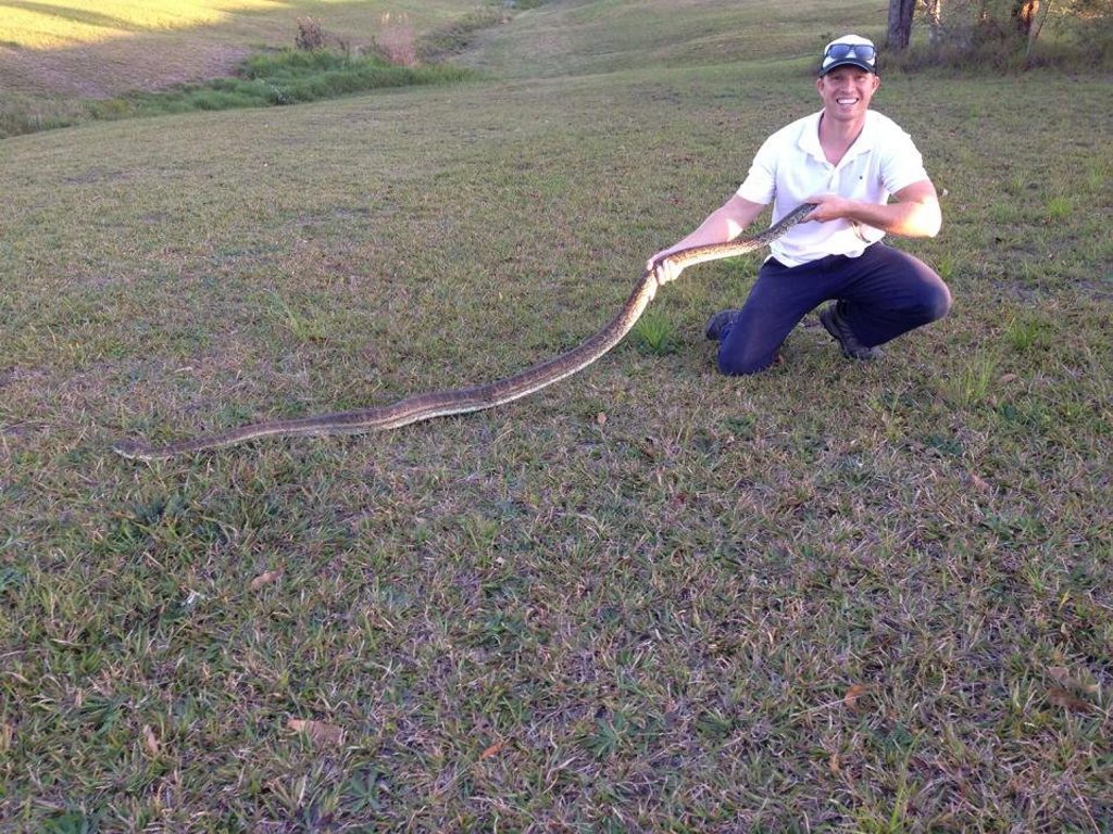 Sunshine Coast Snake Catcher Richie Gilbert holding up a coastal carpet python retrieved from a home at Lake McDonald Sunshine Coast Snake Catcher Richie Gilbert holding up a coastal carpet python retrieved from a home at Lake McDonald