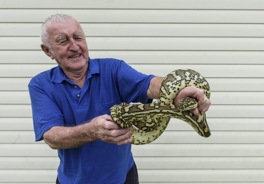 WIRES snake handler Paul Jones shows off a carpet python that ran riot in a chicken coup. WIRES snake handler Paul Jones shows off a carpet python that ran riot in a chicken coup.