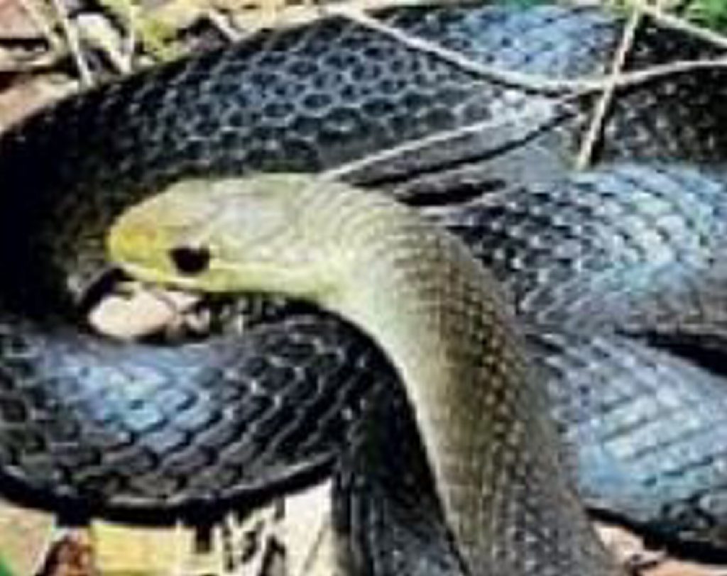 Marsh snake. Marsh snake.
