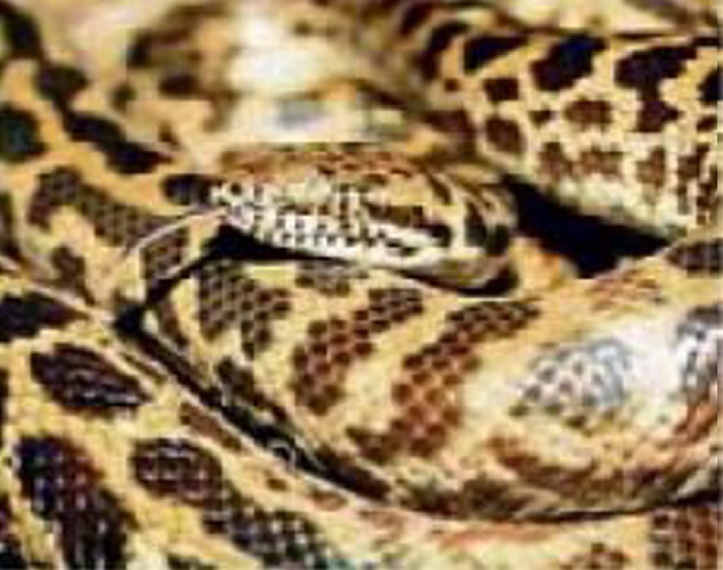 Spotted python. Spotted python.