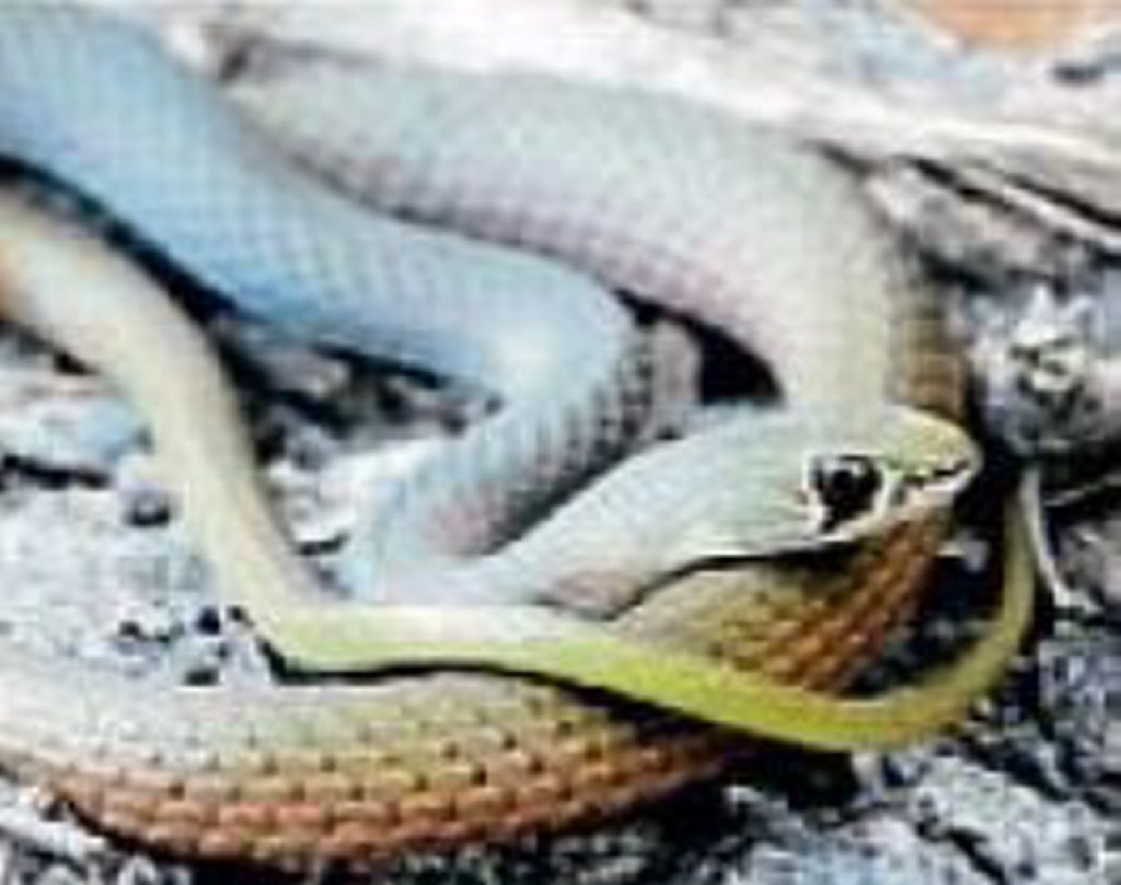 Yellow-faced Whip snake. Yellow-faced Whip snake.