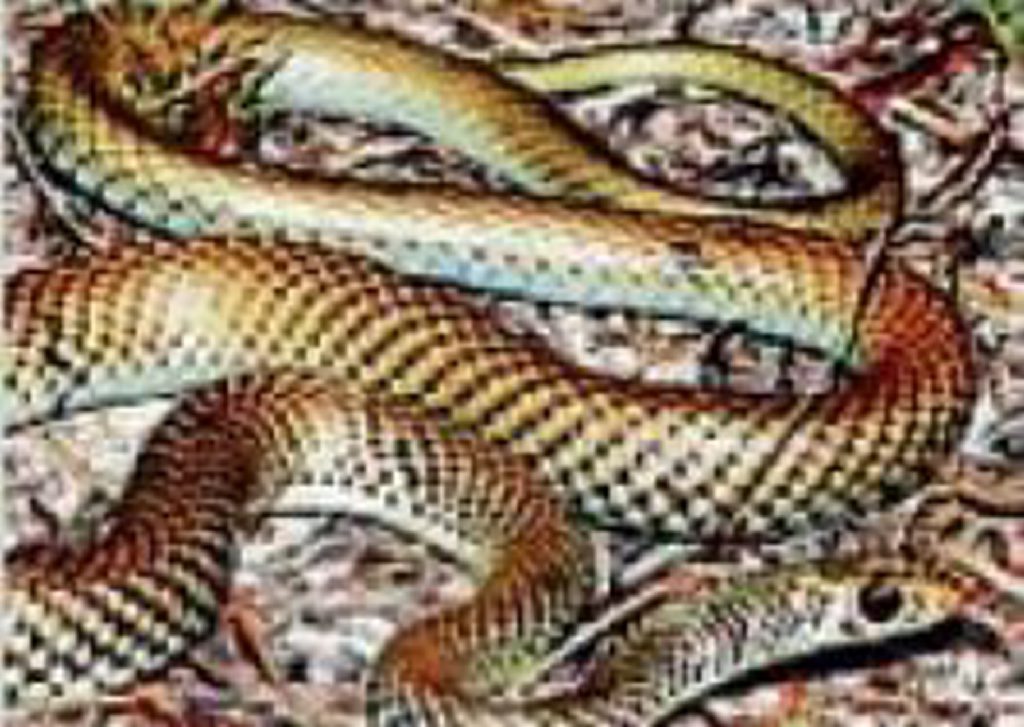 Lesser Black Whip snake. Lesser Black Whip snake.