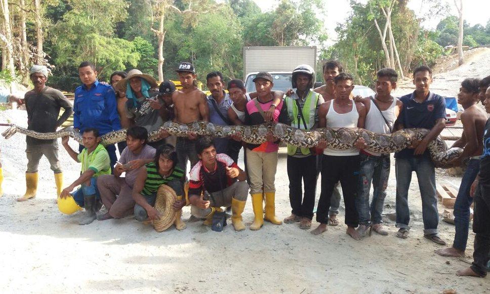 Members of Malaysia’s civil defence force hold the python Herme Herisyam/Malaysia’s Civil Defence Force Members of Malaysia’s civil defence force hold the python Herme Herisyam/Malaysia’s Civil Defence Force