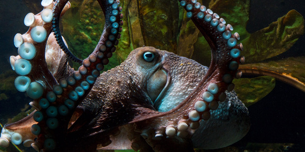 Inky the octopus. Inky the octopus.