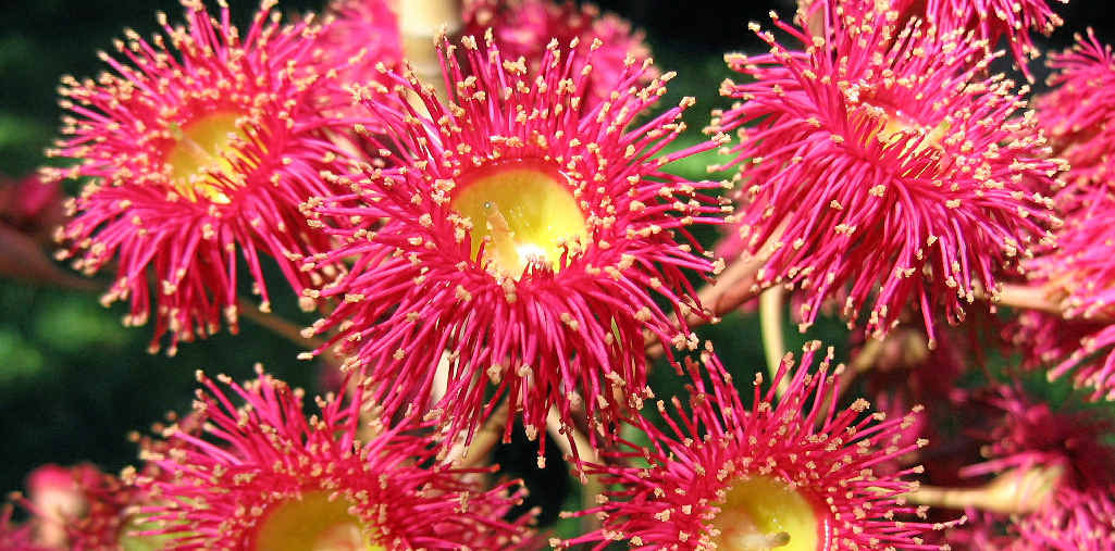 Eucalyptus Summer Red grows to about five metres in height and flowers profusely through summer and early autumn. Eucalyptus Summer Red grows to about five metres in height and flowers profusely through summer and early autumn.