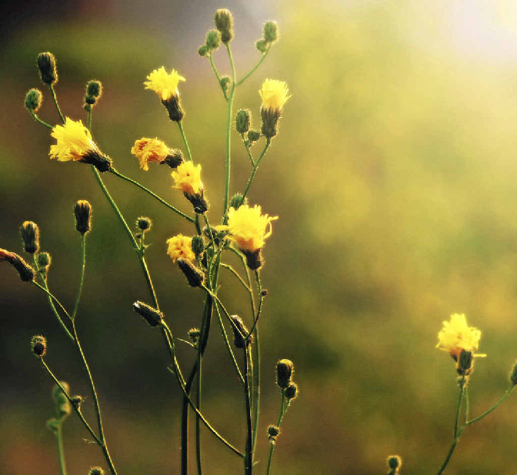 Enjoy the time in your garden rather than have it become a burden because you want to get the chores done. Enjoy the time in your garden rather than have it become a burden because you want to get the chores done.