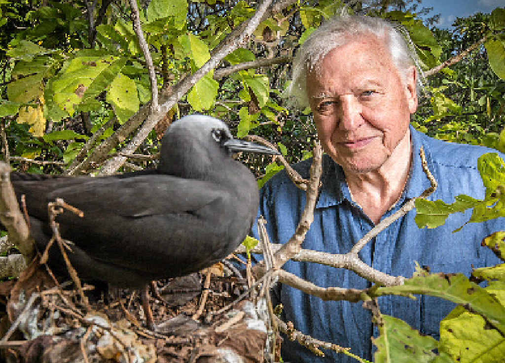 David Attenborough with a black noddy on Heron Island. David Attenborough with a black noddy on Heron Island.