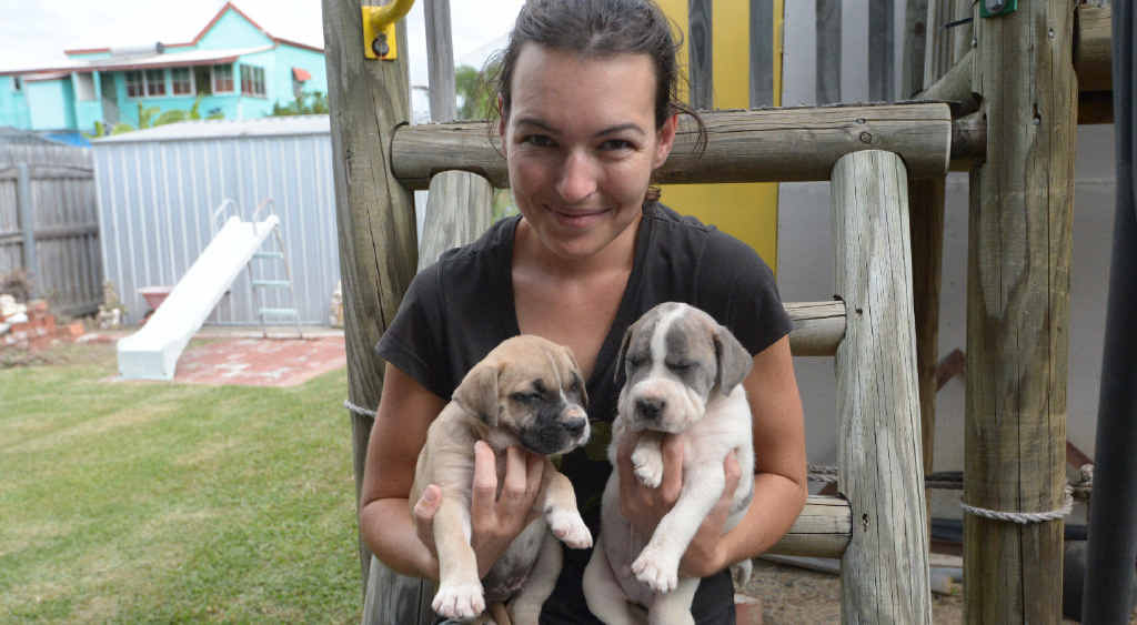 PUPPY LOVE: Samantha Lawson cared for five puppies which were found on the side of the Rockhampton-Yeppoon Rd. PUPPY LOVE: Samantha Lawson cared for five puppies which were found on the side of the Rockhampton-Yeppoon Rd.