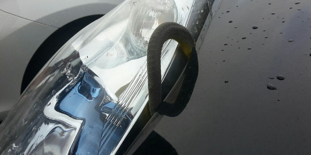 Staff are at a loss as to how it ended up in the car. Photo / Supplied Staff are at a loss as to how it ended up in the car. Photo / Supplied