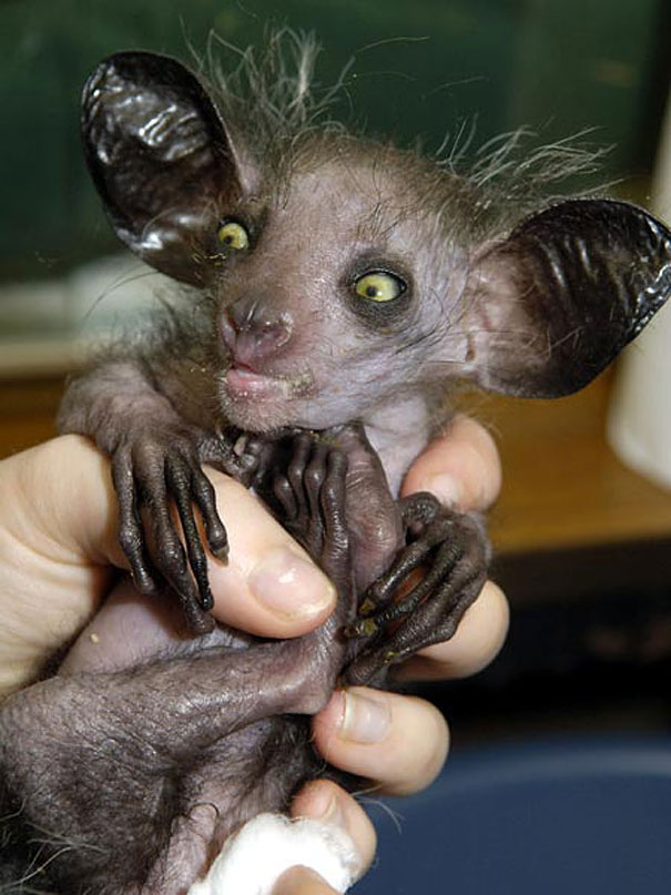 Aye-Aye Aye-Aye