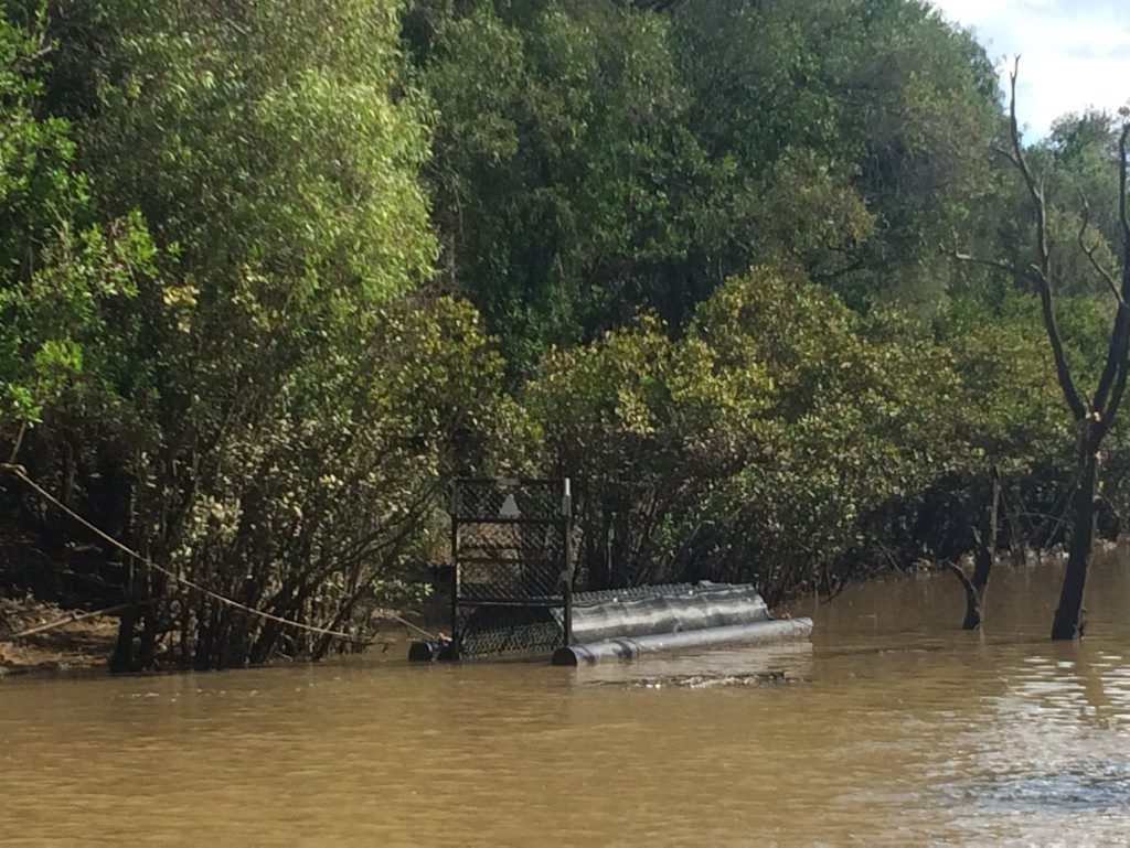 CROC SEARCH: A floating trap has been set up in the Mary River to catch two giant reptiles sighted near Grahams Creek. CROC SEARCH: A floating trap has been set up in the Mary River to catch two giant reptiles sighted near Grahams Creek.