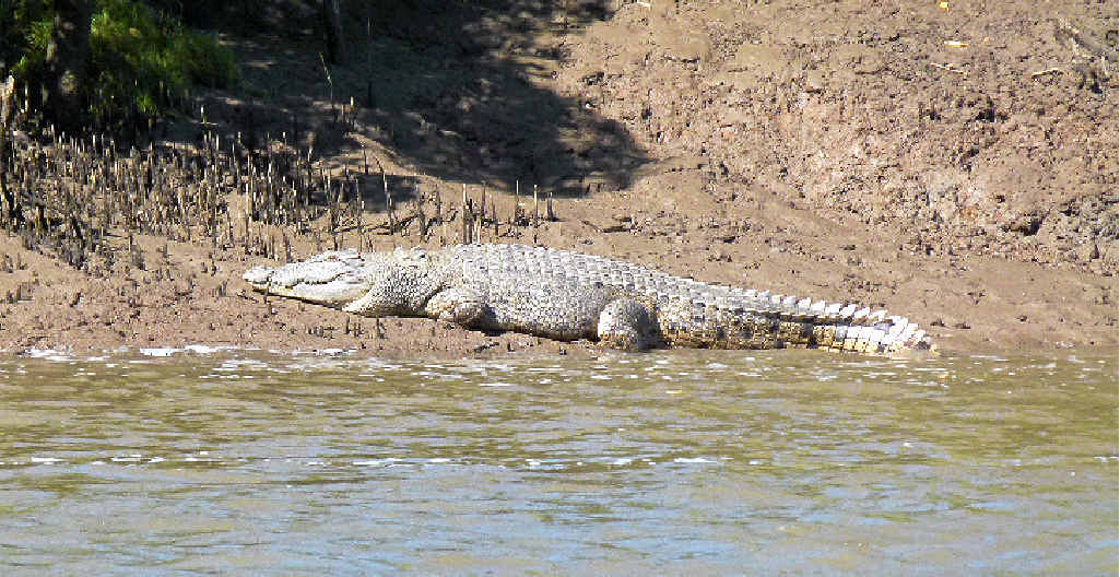PAST CROCODILE: One of the crocodiles previously spotted and later captured in the Mary River. PAST CROCODILE: One of the crocodiles previously spotted and later captured in the Mary River.