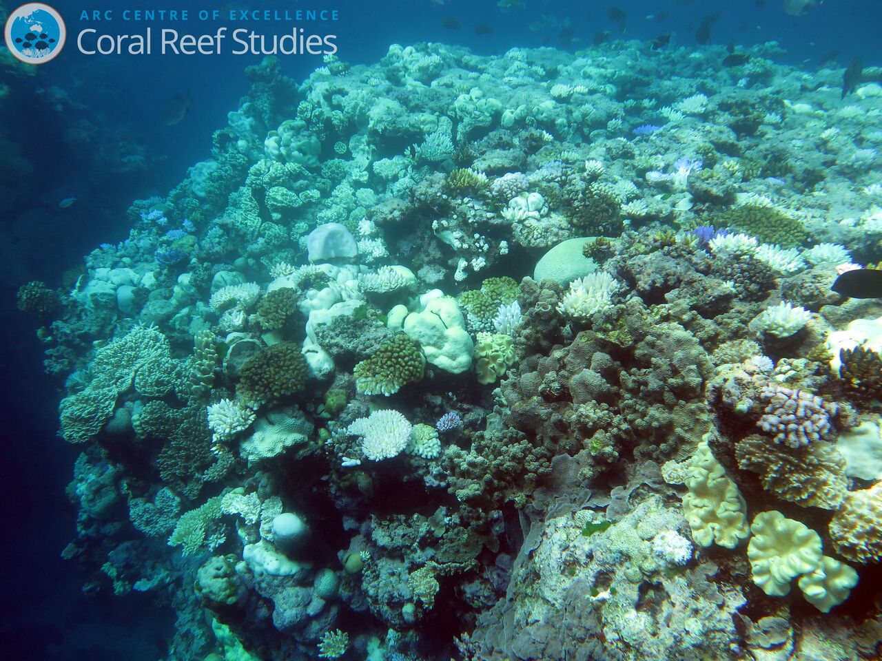 Bleached coral found at Ribbon Reef. Bleached coral found at Ribbon Reef.