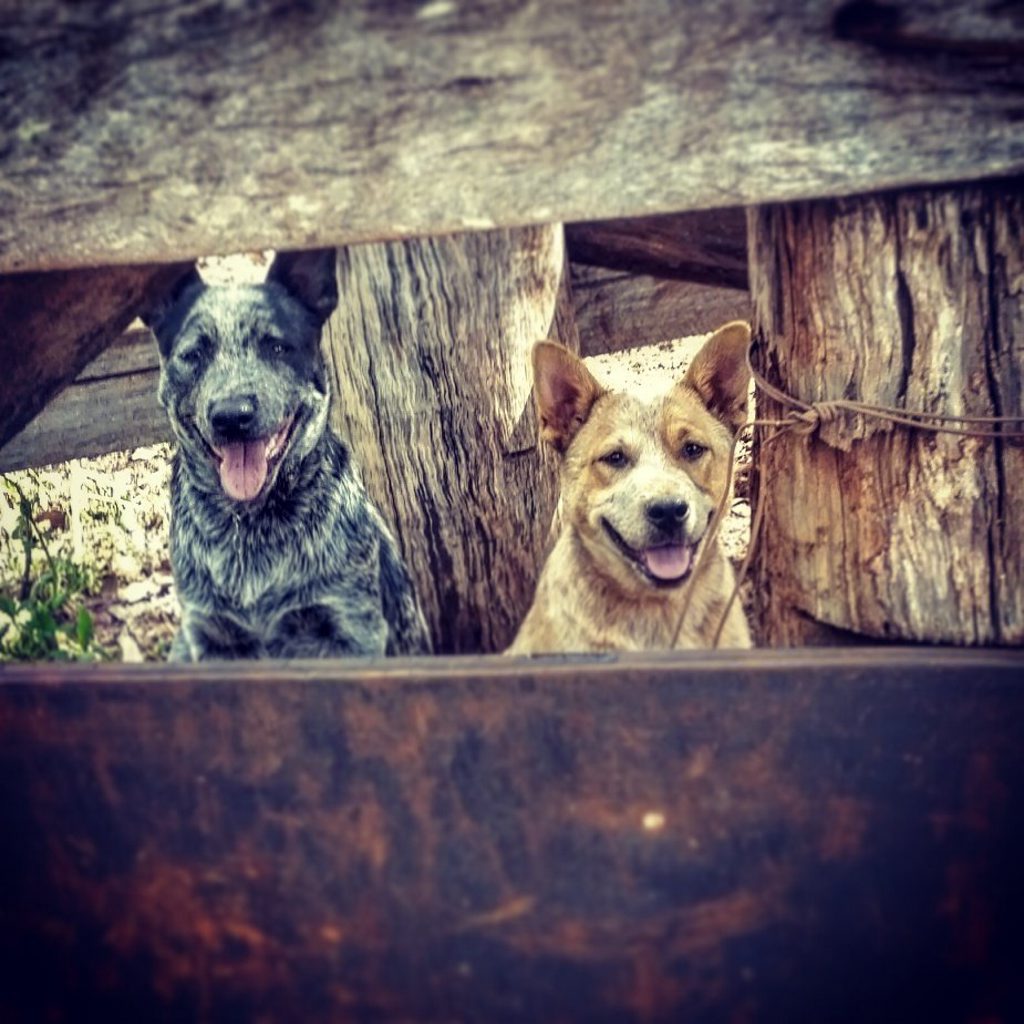 Tanya Mackinnon - Watching horses being worked.