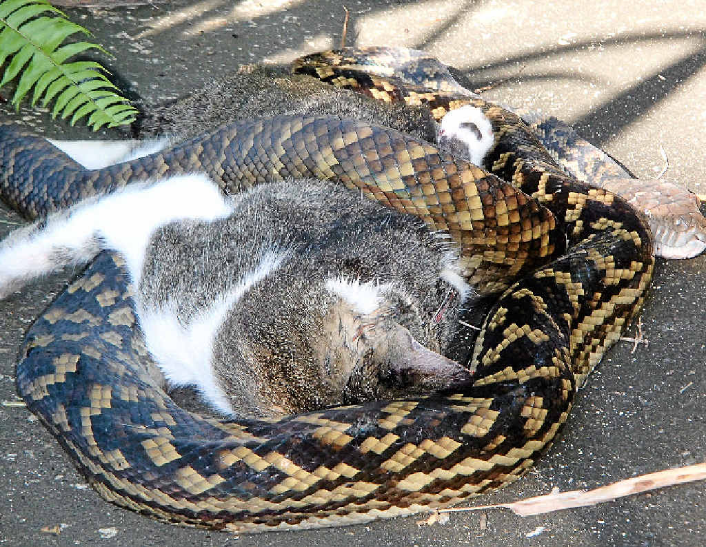 A python preparing to eat a neighbourhood cat. A python preparing to eat a neighbourhood cat.