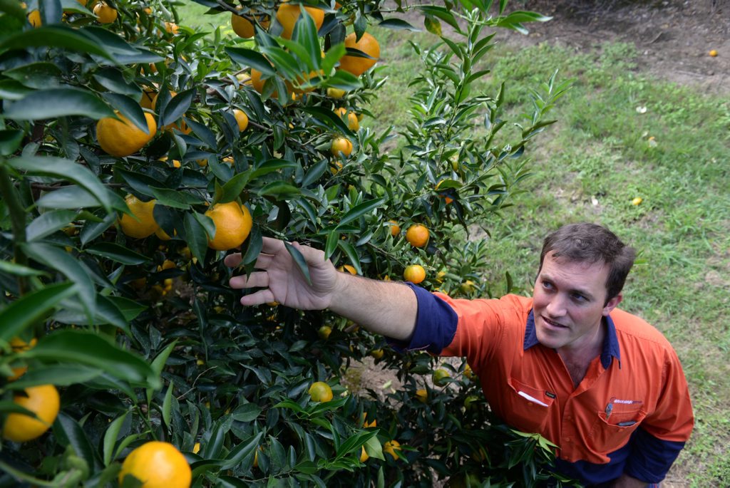 BUSY PICKING: Abbotsleigh Citrus owner Michael McMahon is right in the middle of the busiest time of the year for picking mandarins. Photo: Max Fleet / NewsMail BUSY PICKING: Abbotsleigh Citrus owner Michael McMahon is right in the middle of the busiest time of the year for picking mandarins. Photo: Max Fleet / NewsMail