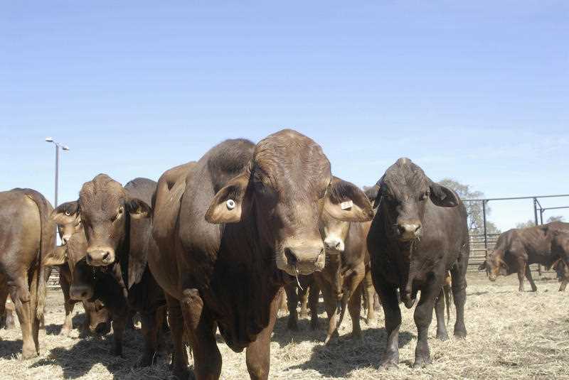 An undated supplied image of cattle at one of the Ord Valley Muster events near Kununurra in the East Kimberley. An undated supplied image of cattle at one of the Ord Valley Muster events near Kununurra in the East Kimberley.