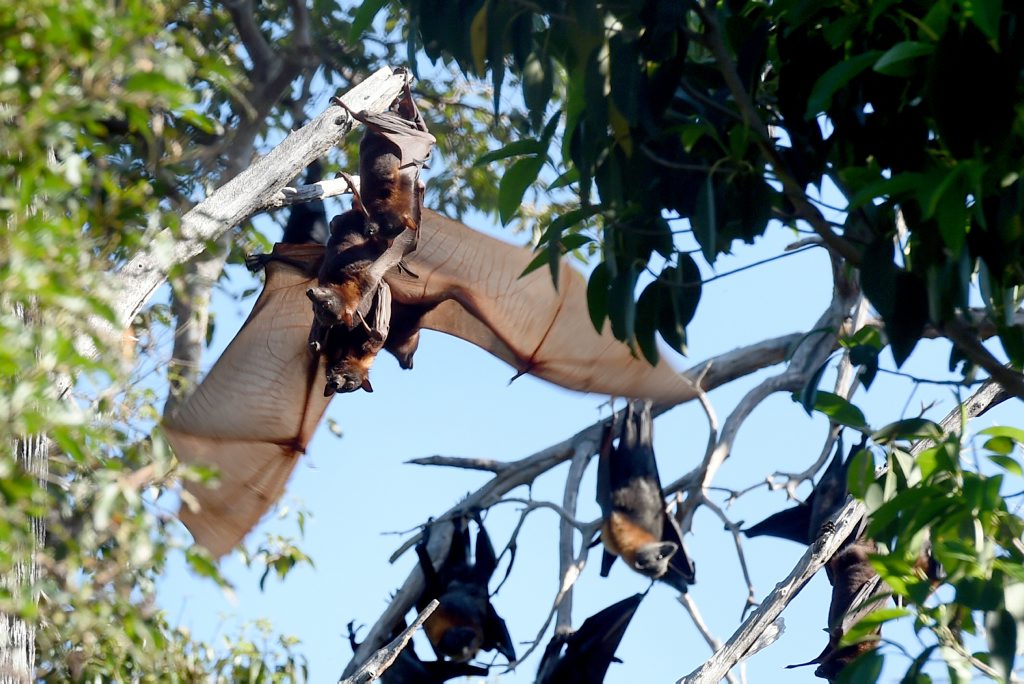 Tooan Tooan Creek Flying Fox colony. Photo: Valerie Horton / Fraser Coast Chronicle Tooan Tooan Creek Flying Fox colony. Photo: Valerie Horton / Fraser Coast Chronicle