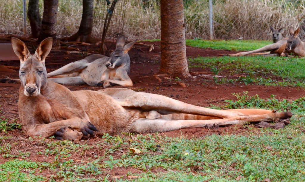 Three people injured in kangaroo attack