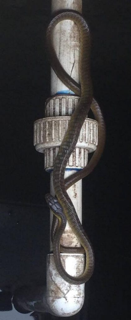 Snakey surprise: kind stranger relocates water tank visitor