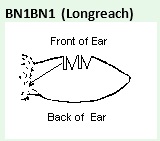The registered earmark out of the top of their ear. The registered earmark out of the top of their ear.